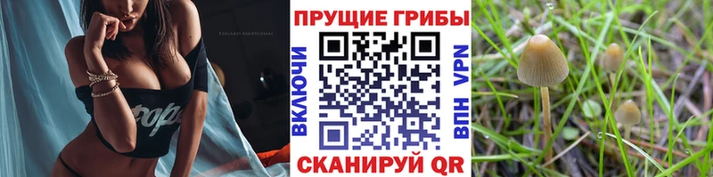 Псилоцибиновые грибы MAGIC MUSHROOMS  Купить где  Гагарин 